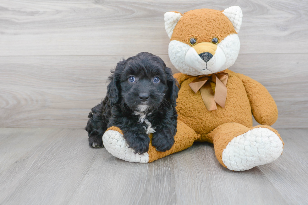 Cute Cavapoo Baby