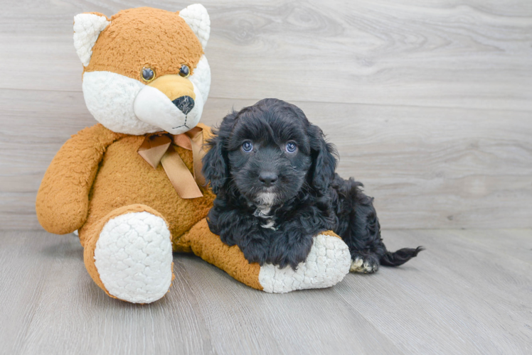 Cavapoo Pup Being Cute