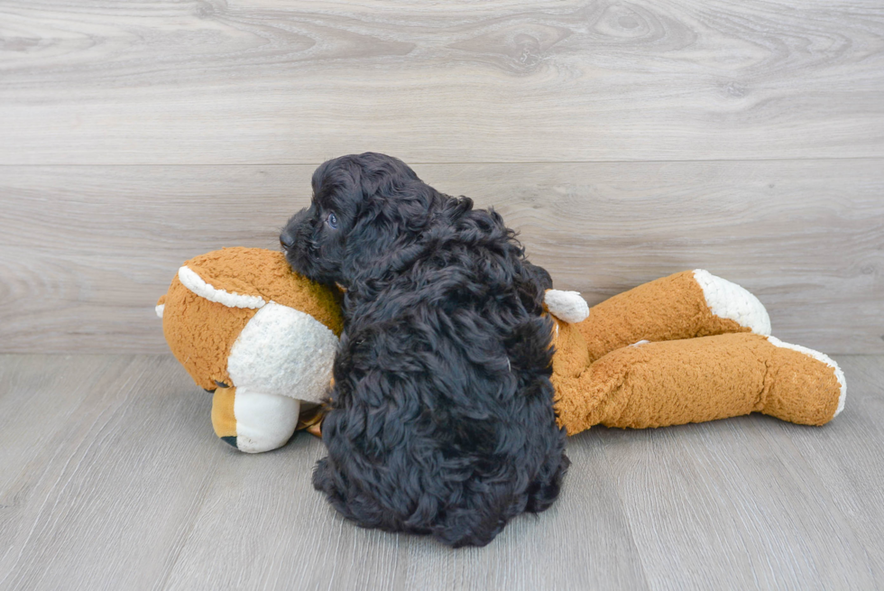 Cute Cavoodle Poodle Mix Puppy