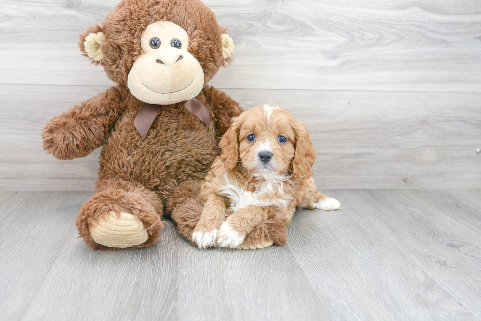 Friendly Cavapoo Baby