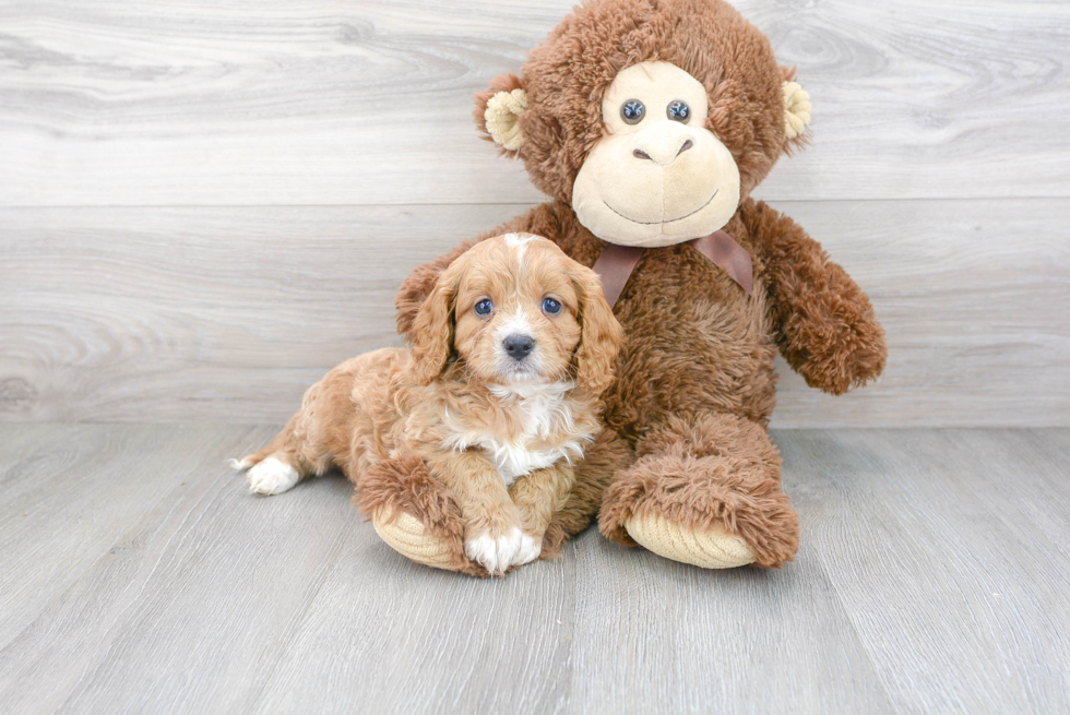 Cavapoo Puppy for Adoption