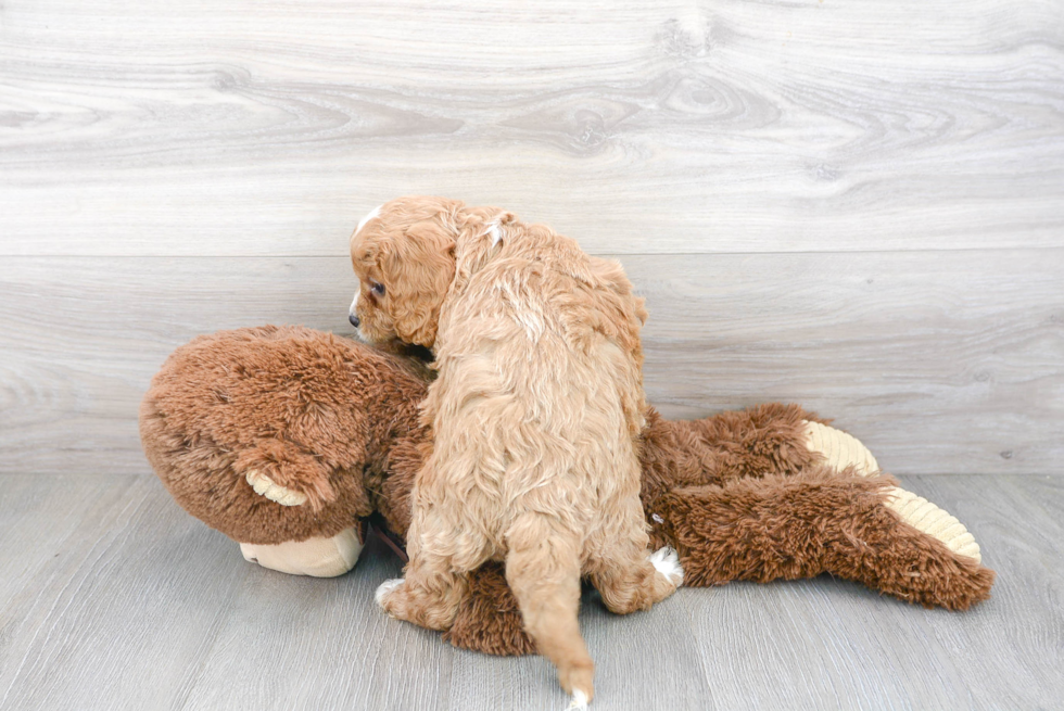 Smart Cavapoo Poodle Mix Pup