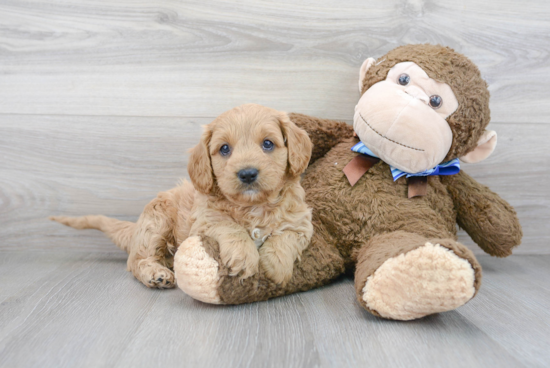 Happy Cavapoo Baby