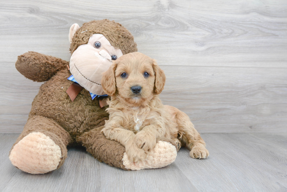 Happy Cavapoo Baby