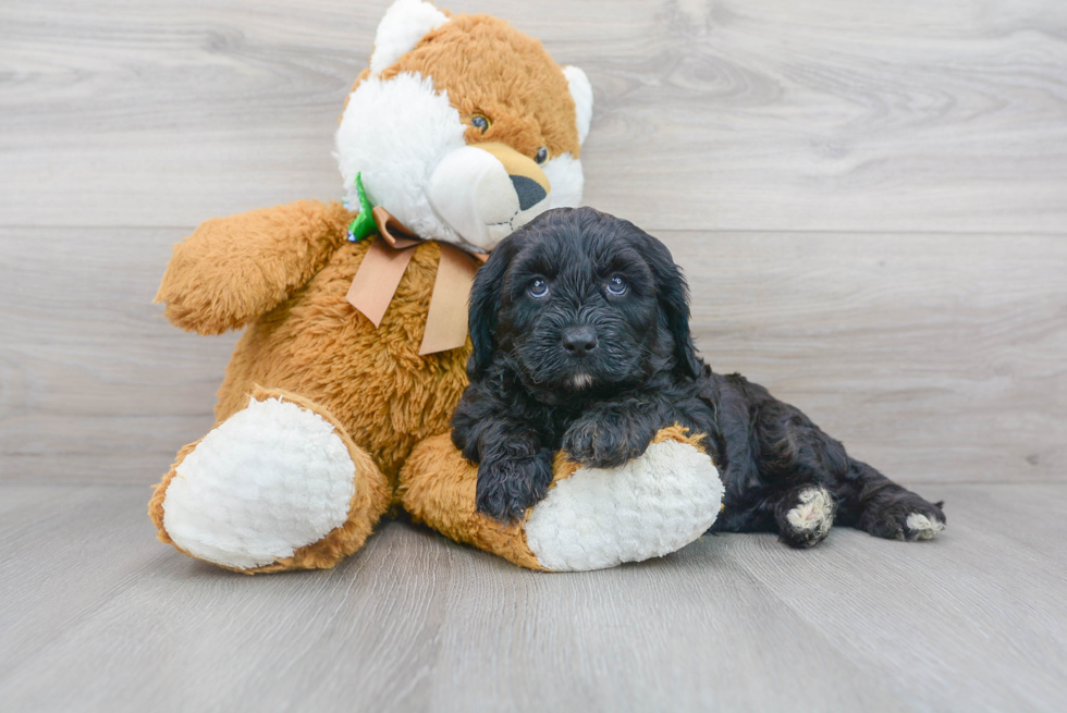 Energetic Cavoodle Poodle Mix Puppy