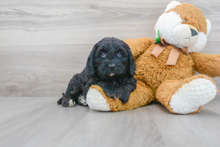 Playful Cavoodle Poodle Mix Puppy