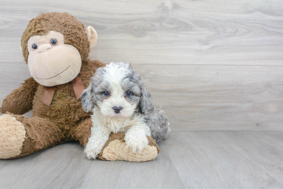 Cute Cavapoo Baby