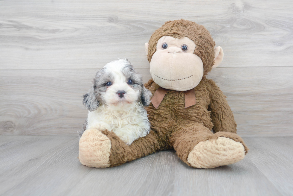 Little Cavoodle Poodle Mix Puppy