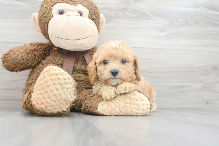 Petite Cavapoo Poodle Mix Pup