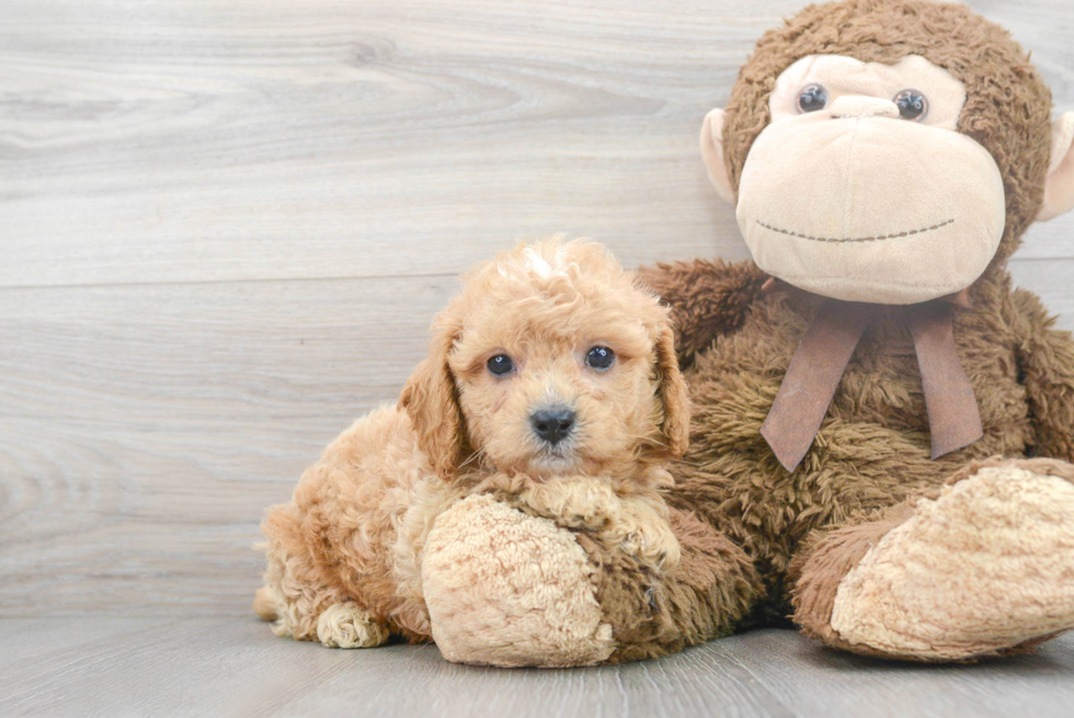 Cavapoo Pup Being Cute