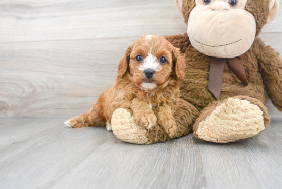 Sweet Cavapoo Baby