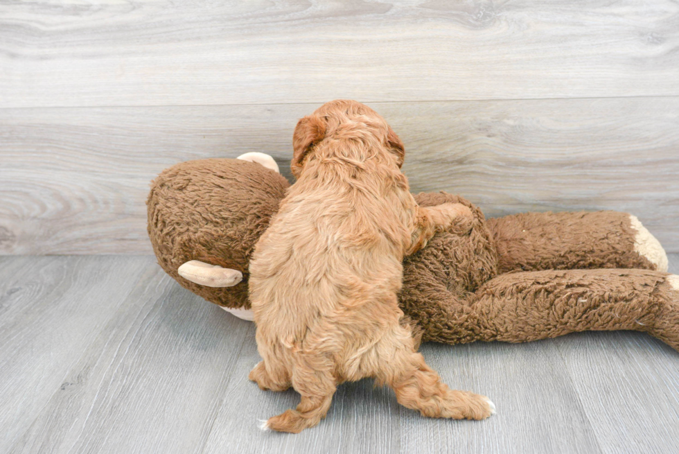 Best Cavapoo Baby