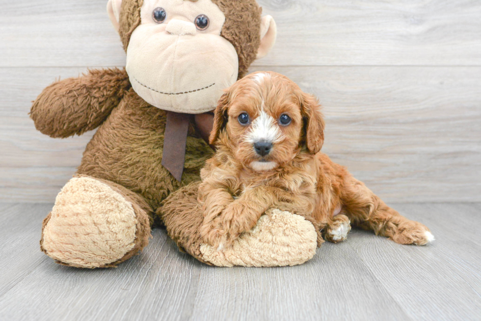 Popular Cavapoo Poodle Mix Pup