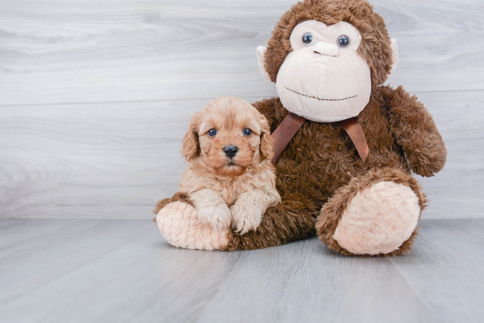 Cavapoo Puppy for Adoption