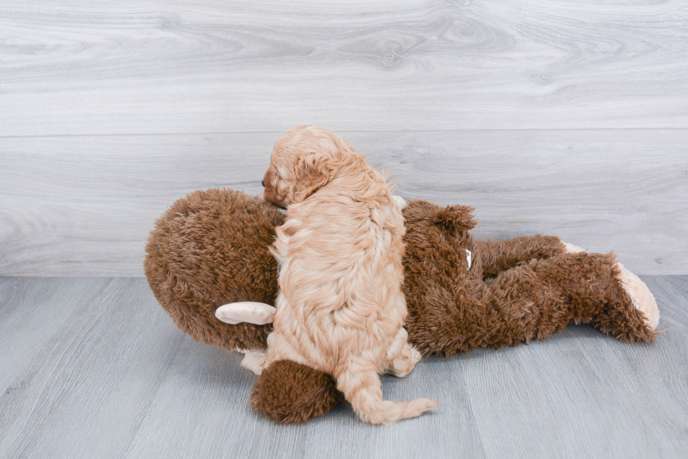 Adorable Cavoodle Poodle Mix Puppy