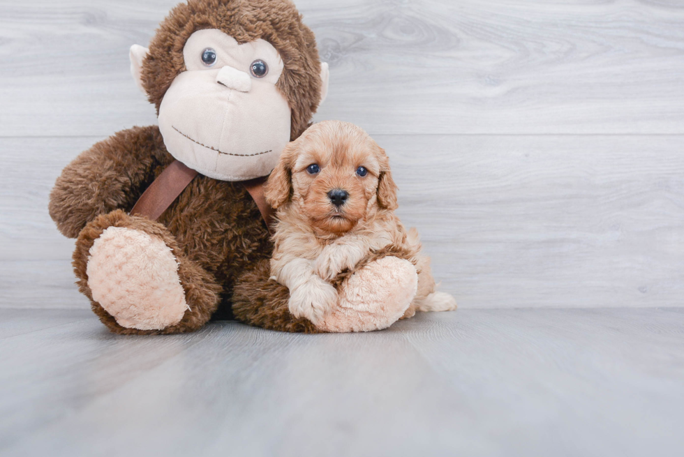 Hypoallergenic Cavoodle Poodle Mix Puppy