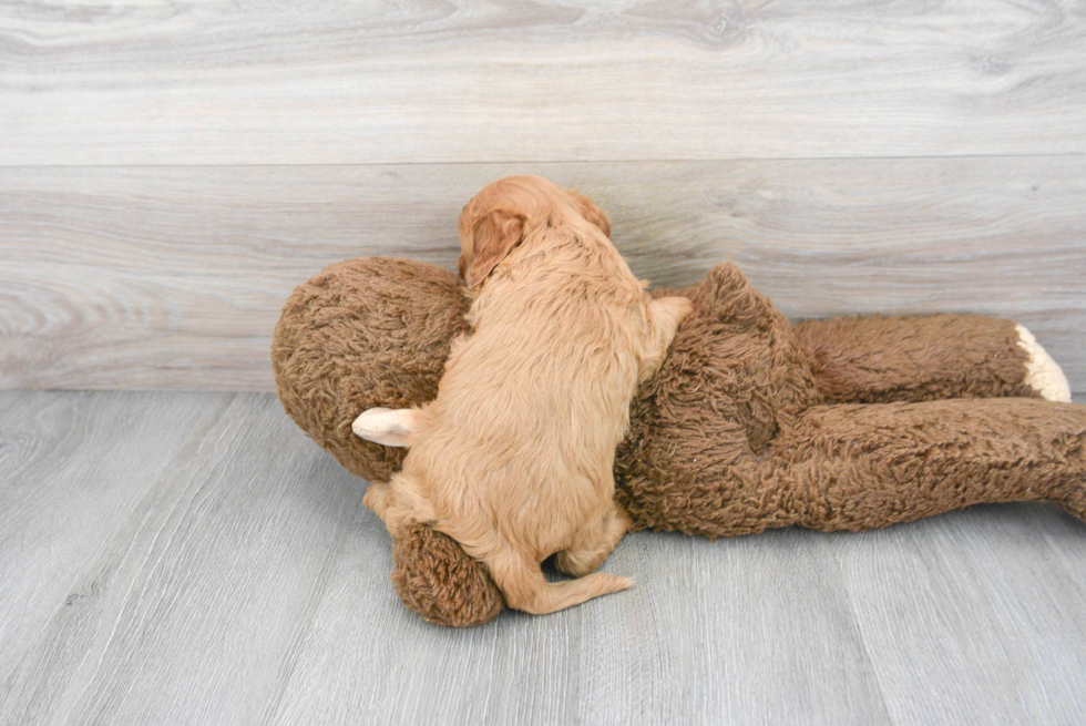 Fluffy Cavapoo Poodle Mix Pup