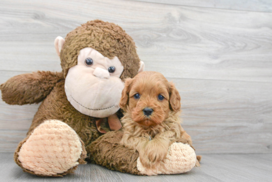 Cavapoo Pup Being Cute