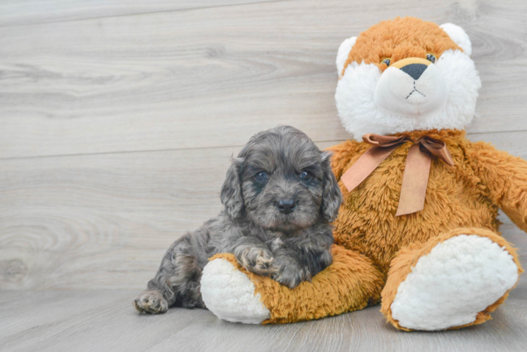 Best Cavapoo Baby