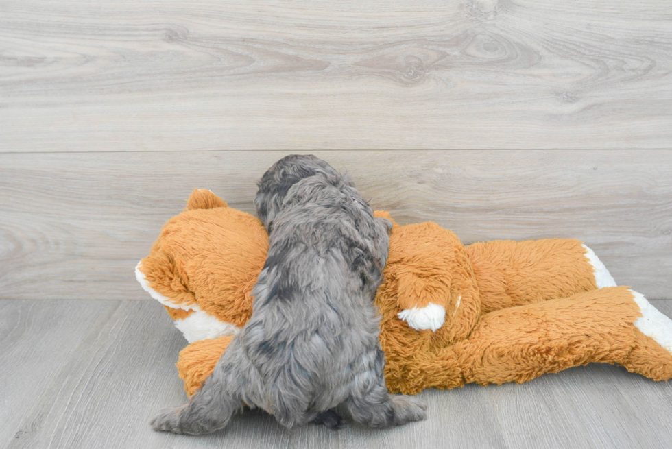 Fluffy Cavapoo Poodle Mix Pup