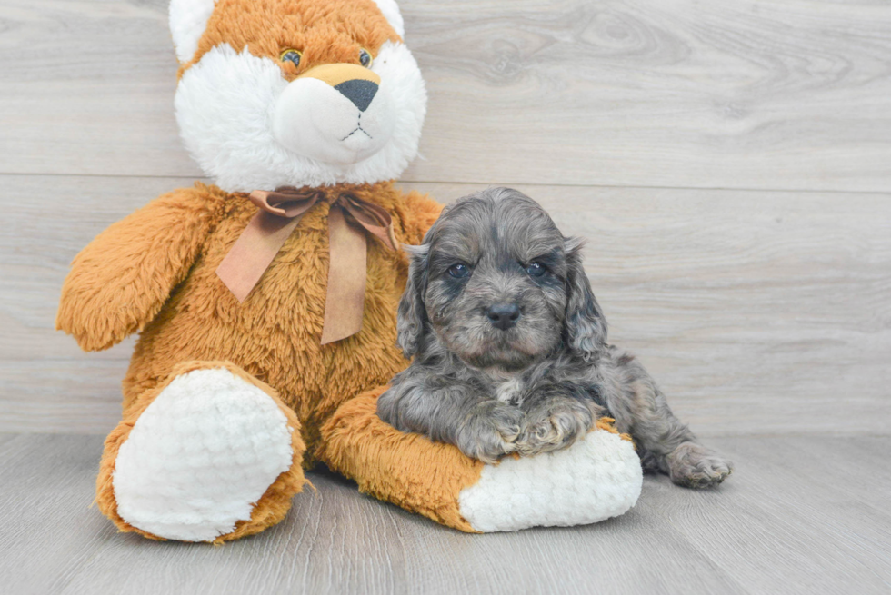 Best Cavapoo Baby