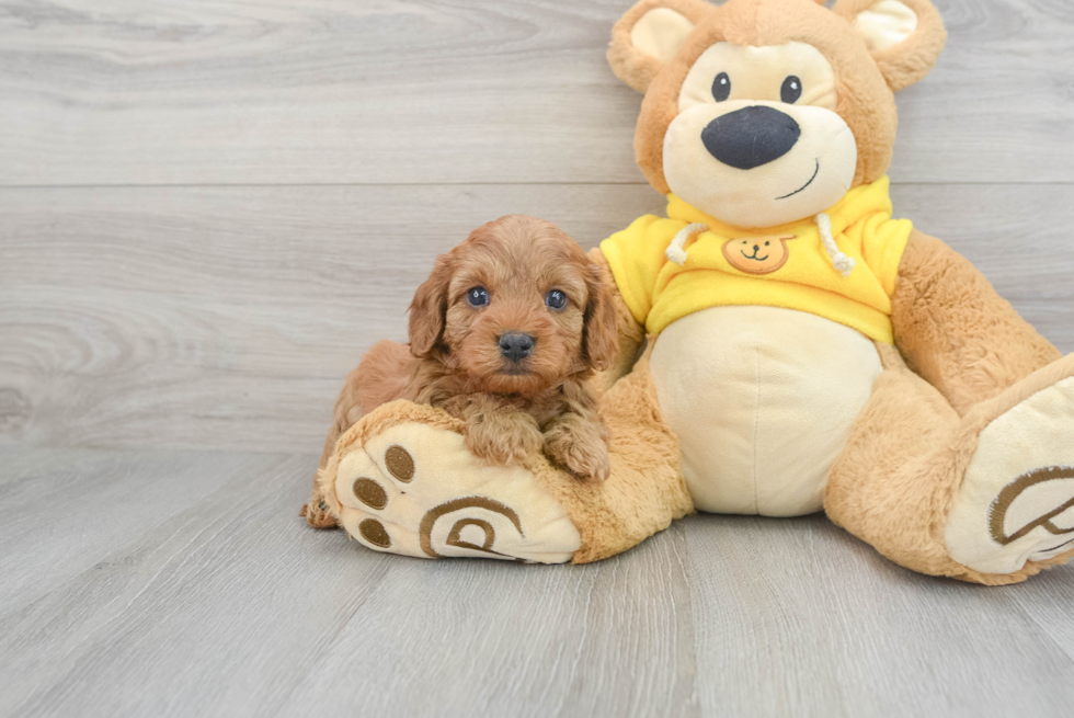 Cute Cavapoo Baby