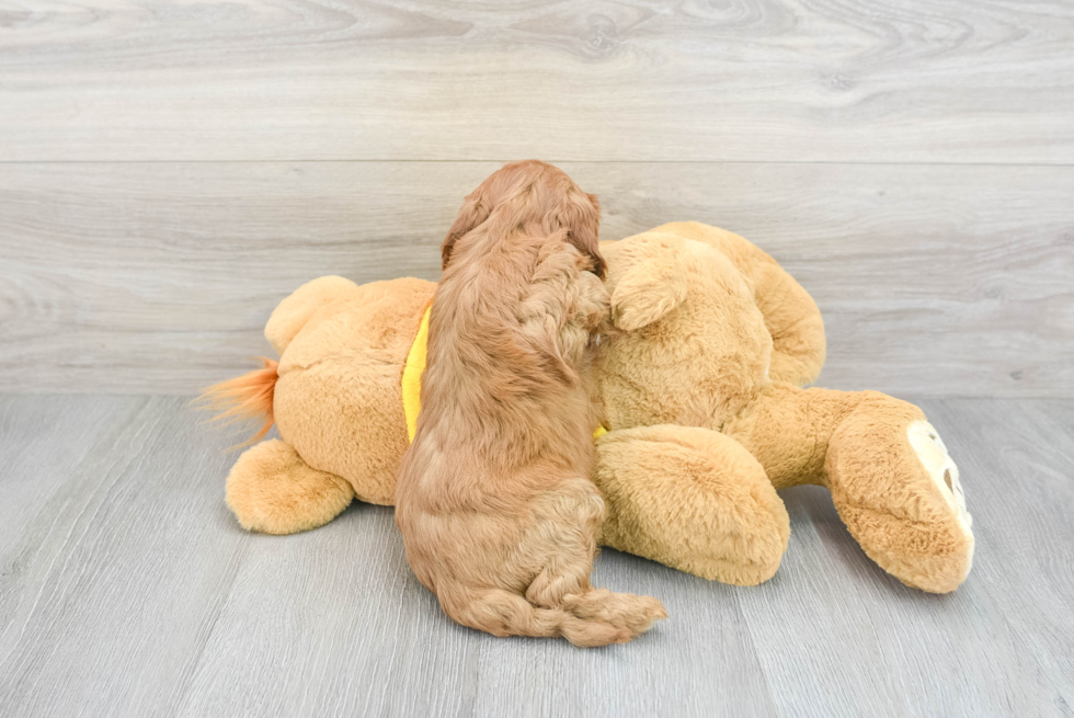 Petite Cavapoo Poodle Mix Pup