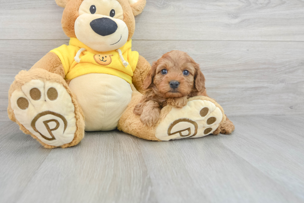 Energetic Cavoodle Poodle Mix Puppy