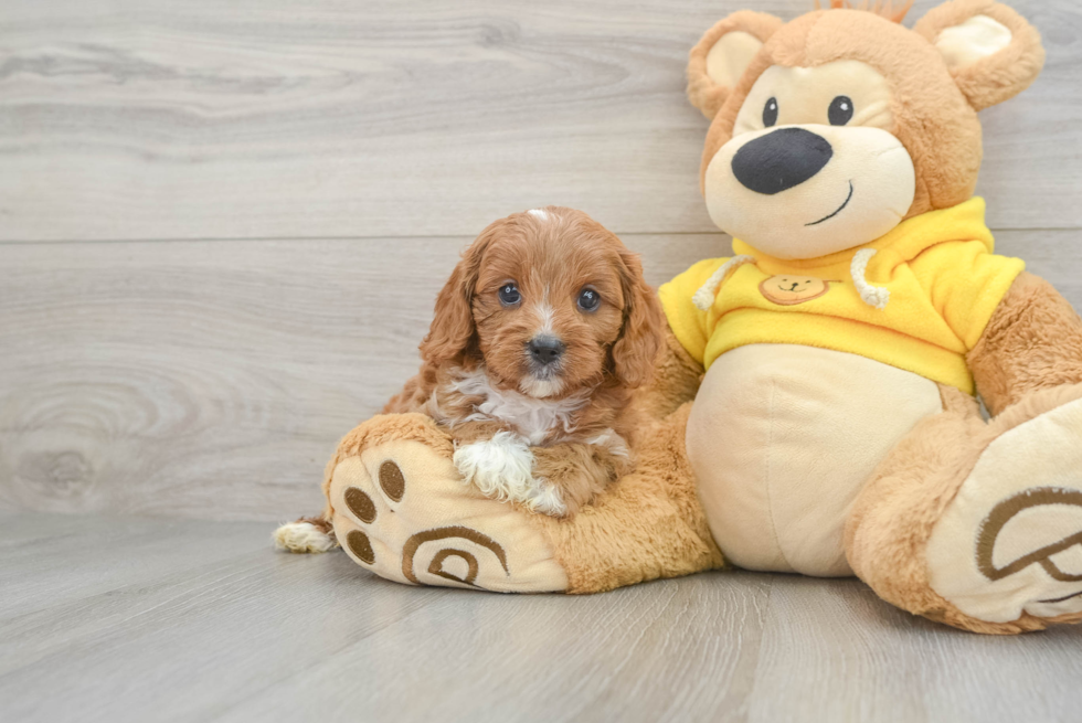 Energetic Cavoodle Poodle Mix Puppy