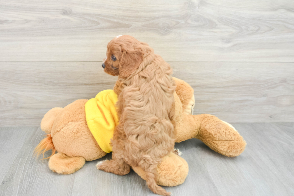 Energetic Cavoodle Poodle Mix Puppy