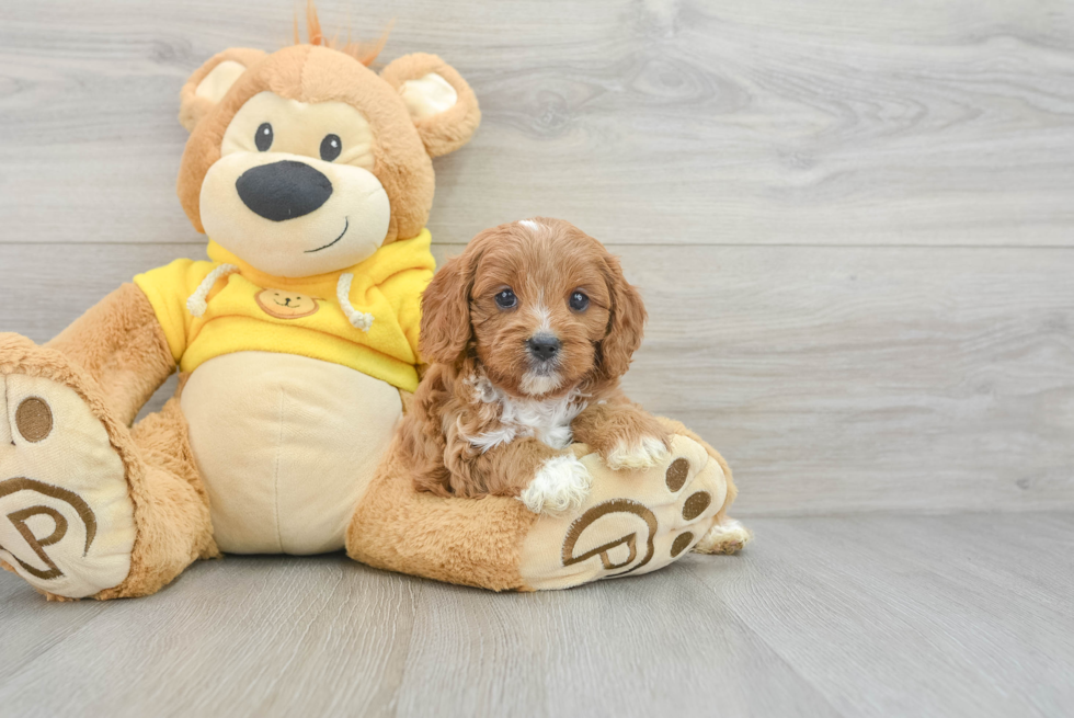 Best Cavapoo Baby