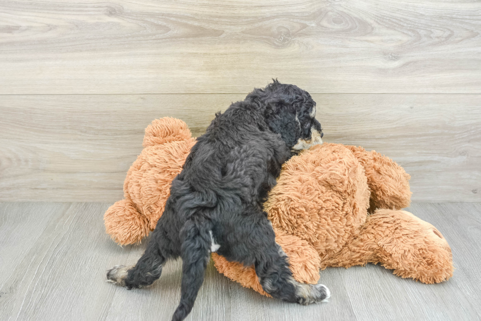 Best Cavapoo Baby