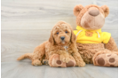 Cavapoo Puppy for Adoption