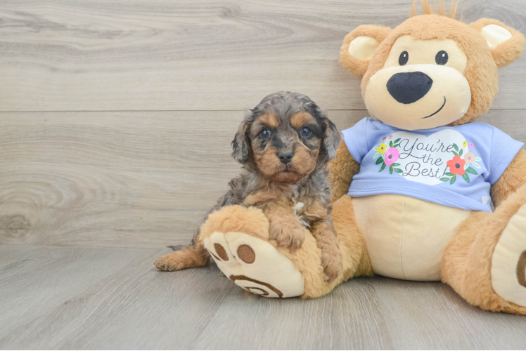 Playful Cavapoodle Poodle Mix Puppy
