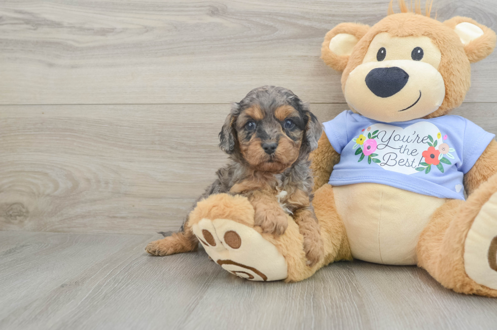 5 week old Cavapoo Puppy For Sale - Premier Pups