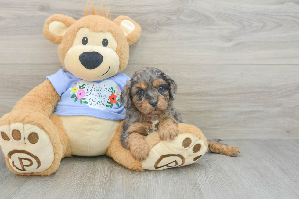 Cavapoo Pup Being Cute