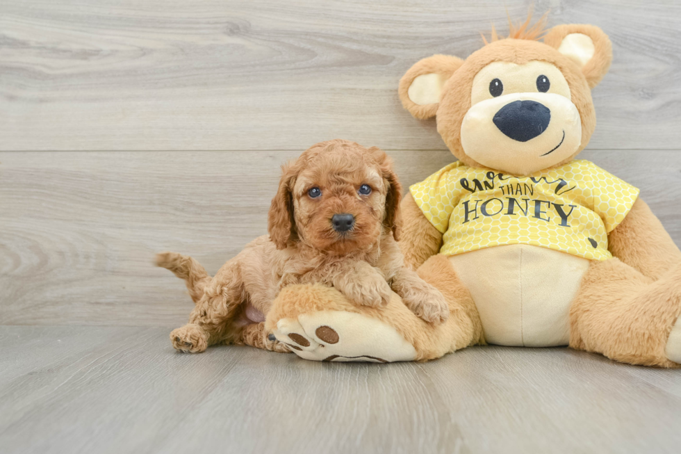 Cavapoo Pup Being Cute