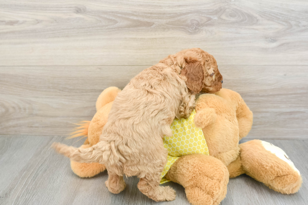 Best Cavapoo Baby