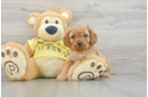 Cavapoo Puppy for Adoption