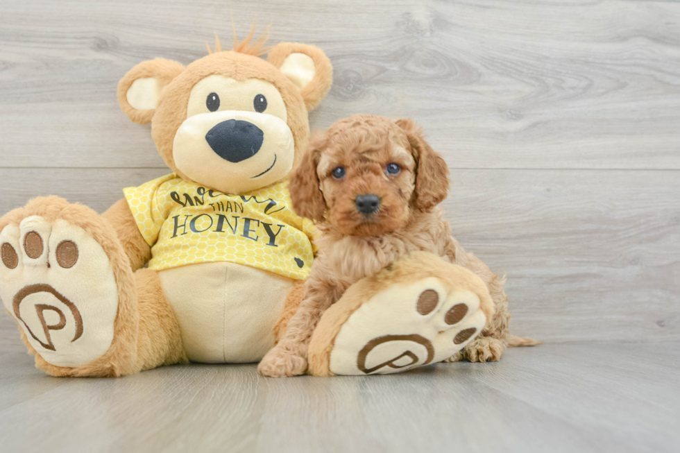 Cavapoo Puppy for Adoption