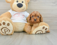 8 week old Cavapoo Puppy For Sale - Premier Pups