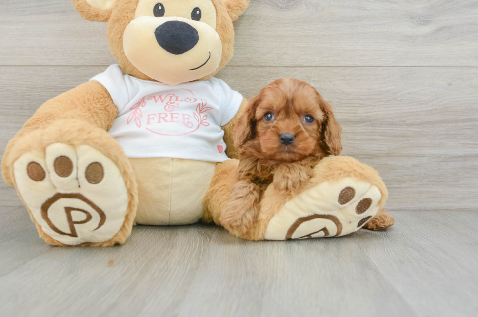 5 week old Cavapoo Puppy For Sale - Premier Pups