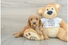 Best Cavapoo Baby