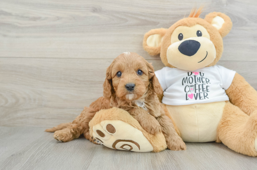 5 week old Cavapoo Puppy For Sale - Premier Pups