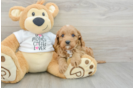 Cavapoo Pup Being Cute