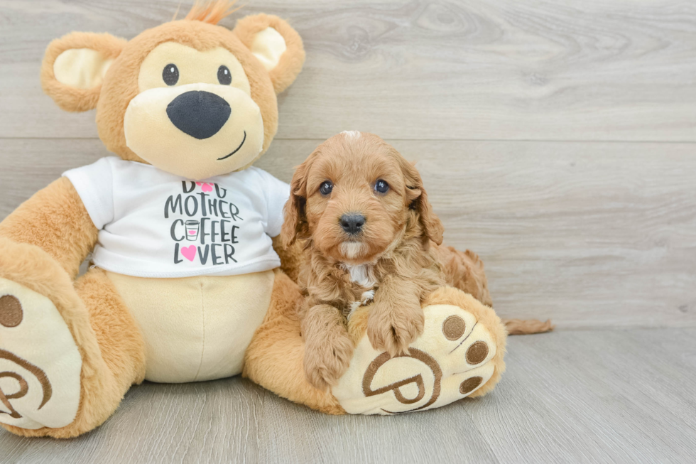 Cavapoo Pup Being Cute