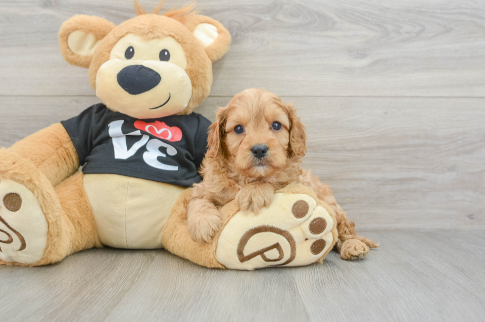 5 week old Cavapoo Puppy For Sale - Premier Pups