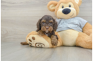 Best Cavapoo Baby