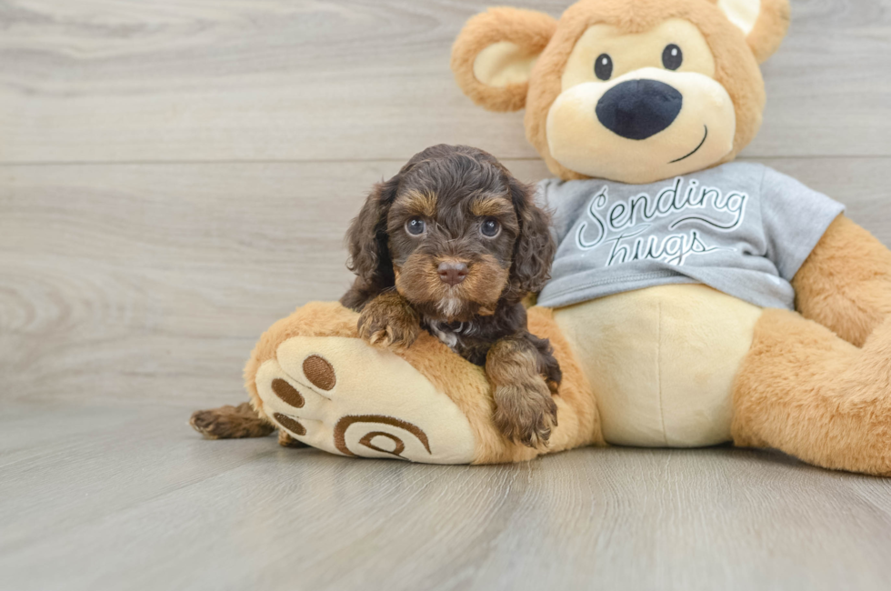 5 week old Cavapoo Puppy For Sale - Premier Pups