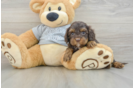 Cavapoo Pup Being Cute